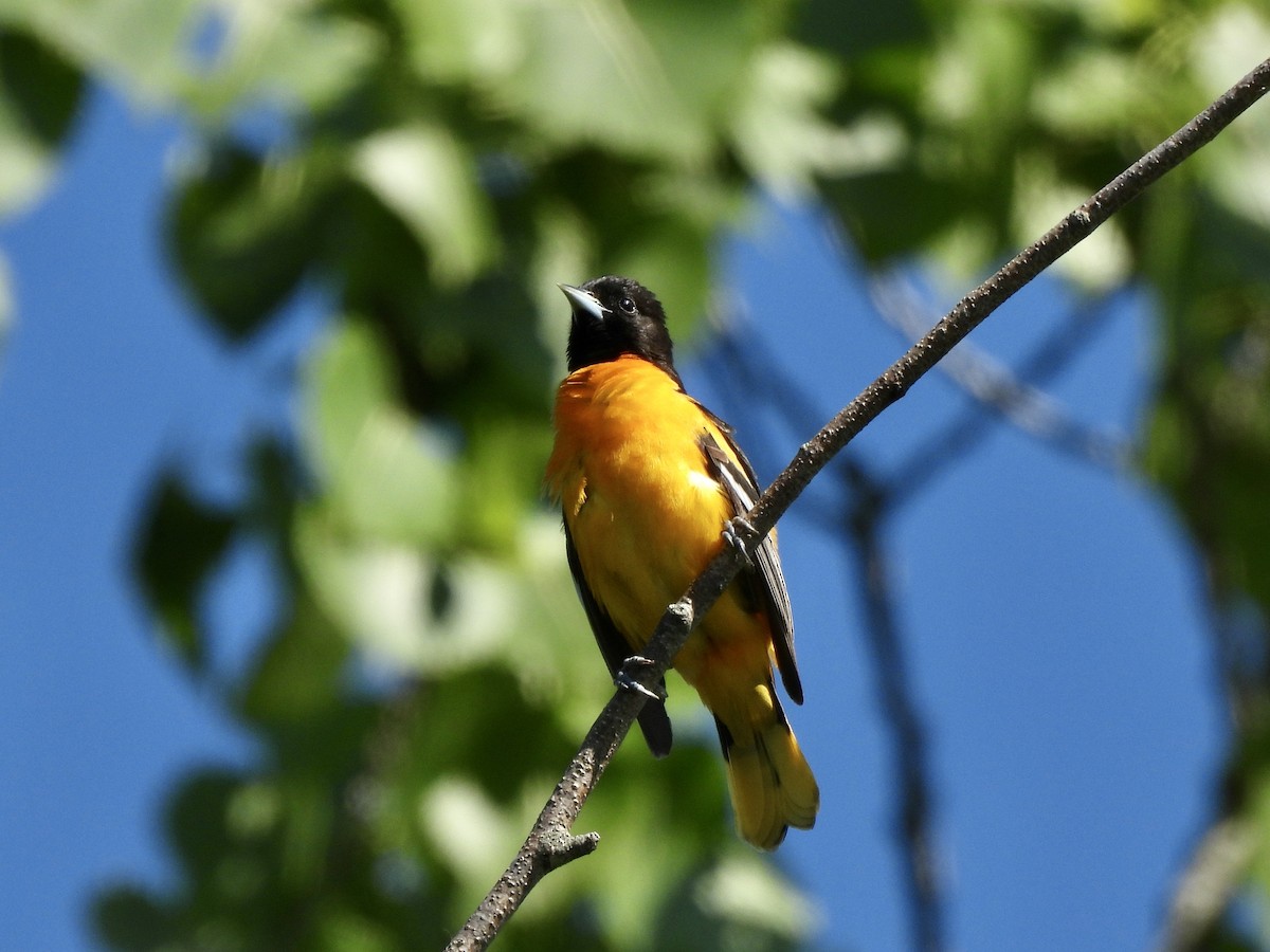 Baltimore Oriole - ML619900053