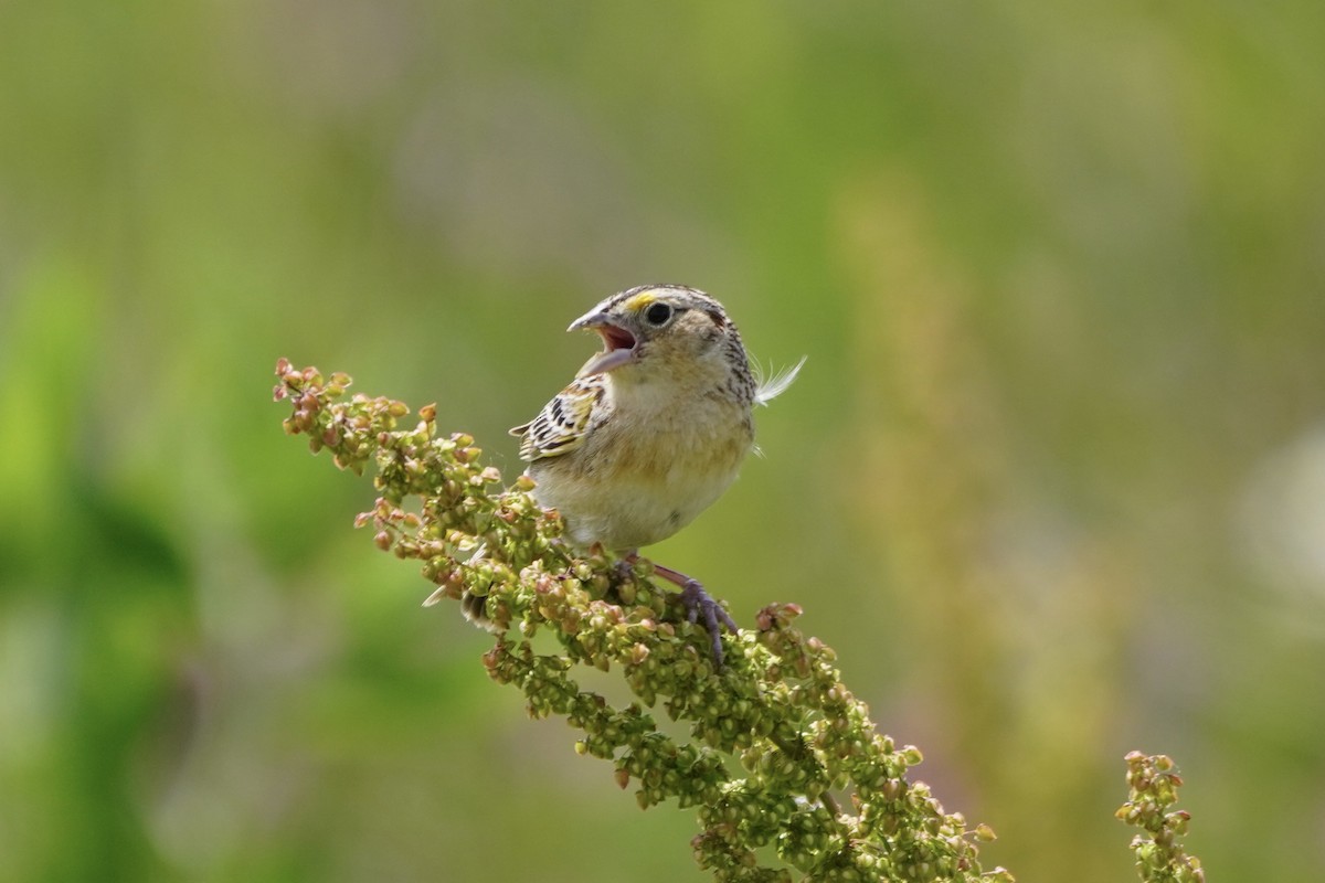 Grasshopper Sparrow - ML619900062