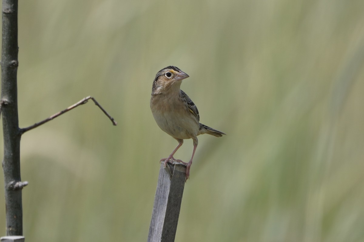 Grasshopper Sparrow - ML619900063