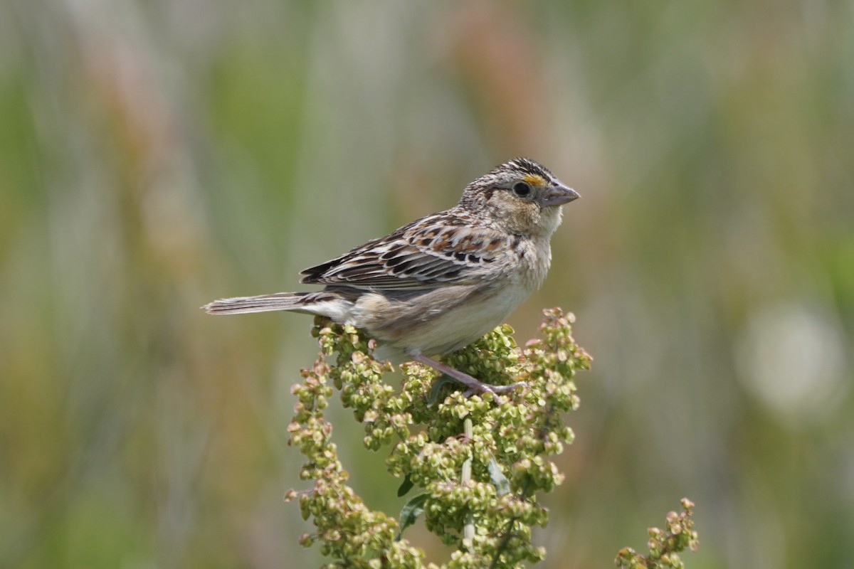 Grasshopper Sparrow - ML619900064