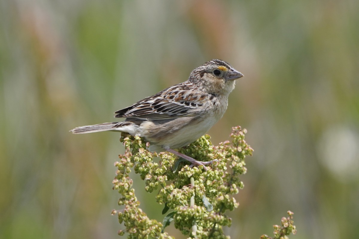 Grasshopper Sparrow - ML619900065