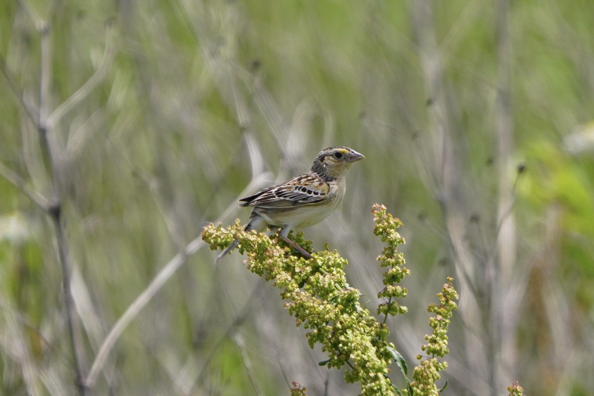 Grasshopper Sparrow - ML619900066