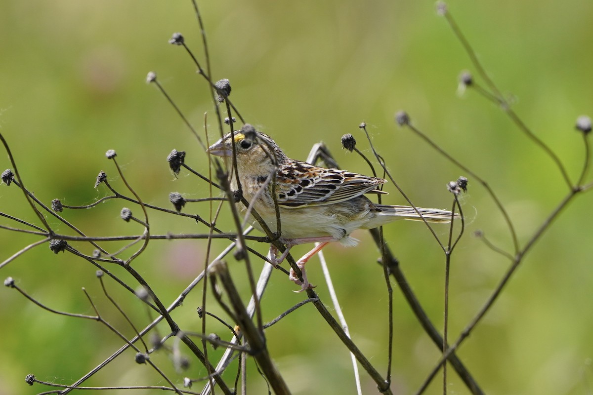 Grasshopper Sparrow - ML619900067