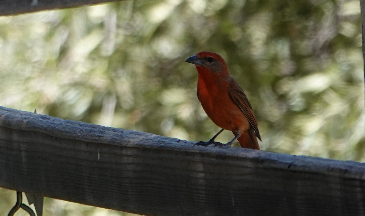 Hepatic Tanager - ML619900068