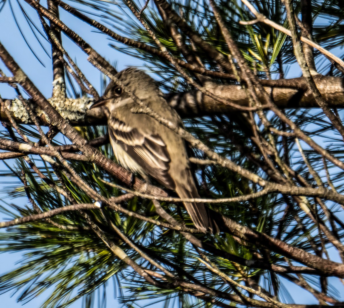 Alder Flycatcher - ML619900071