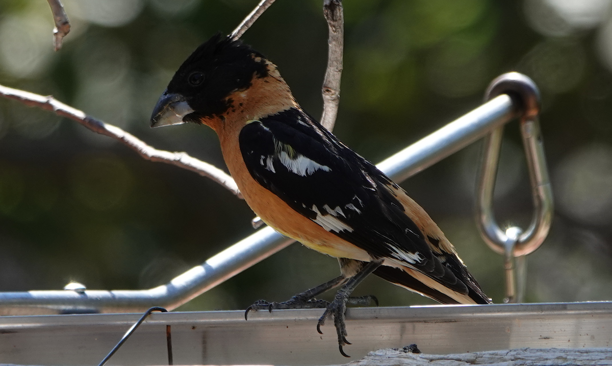 Black-headed Grosbeak - ML619900076