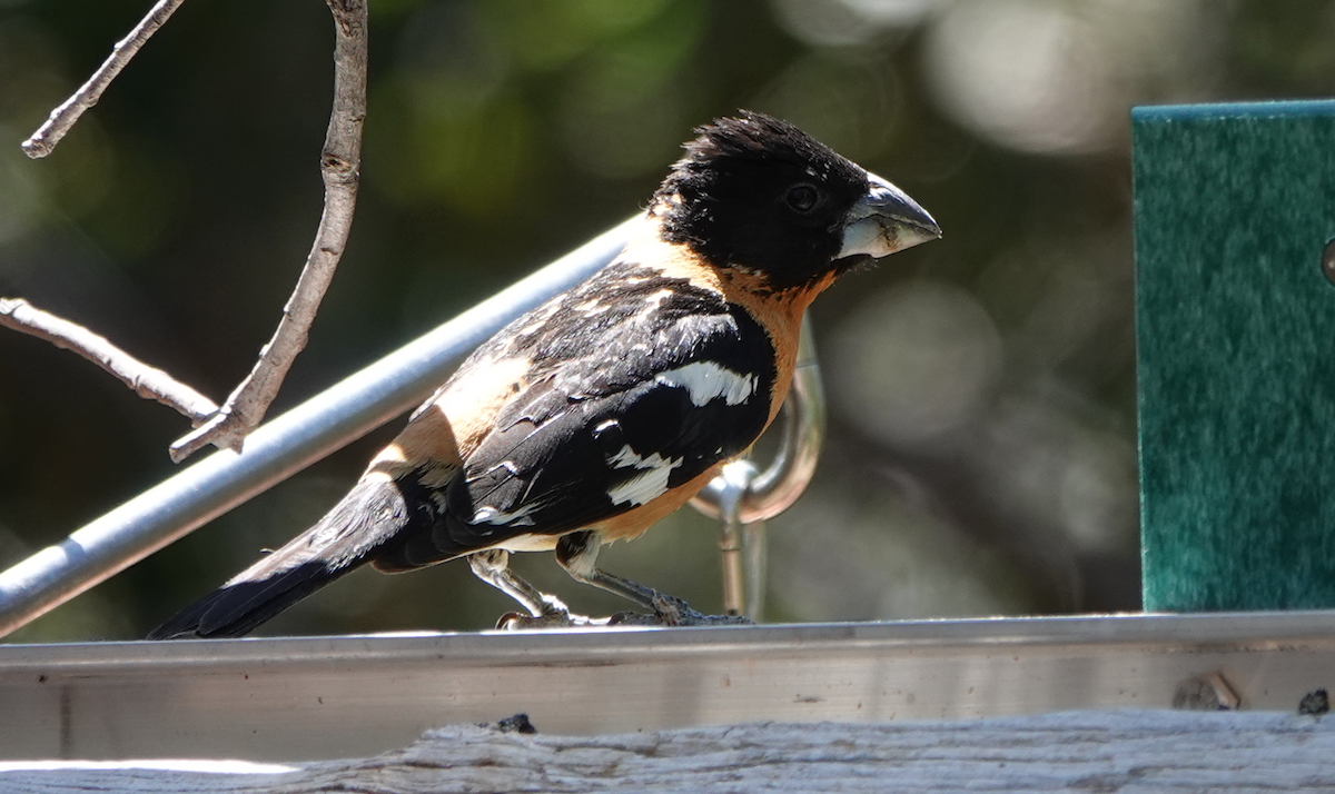 Black-headed Grosbeak - ML619900077