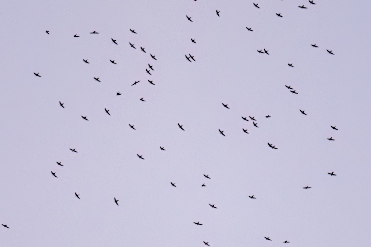 White-collared Swift - ML619900090