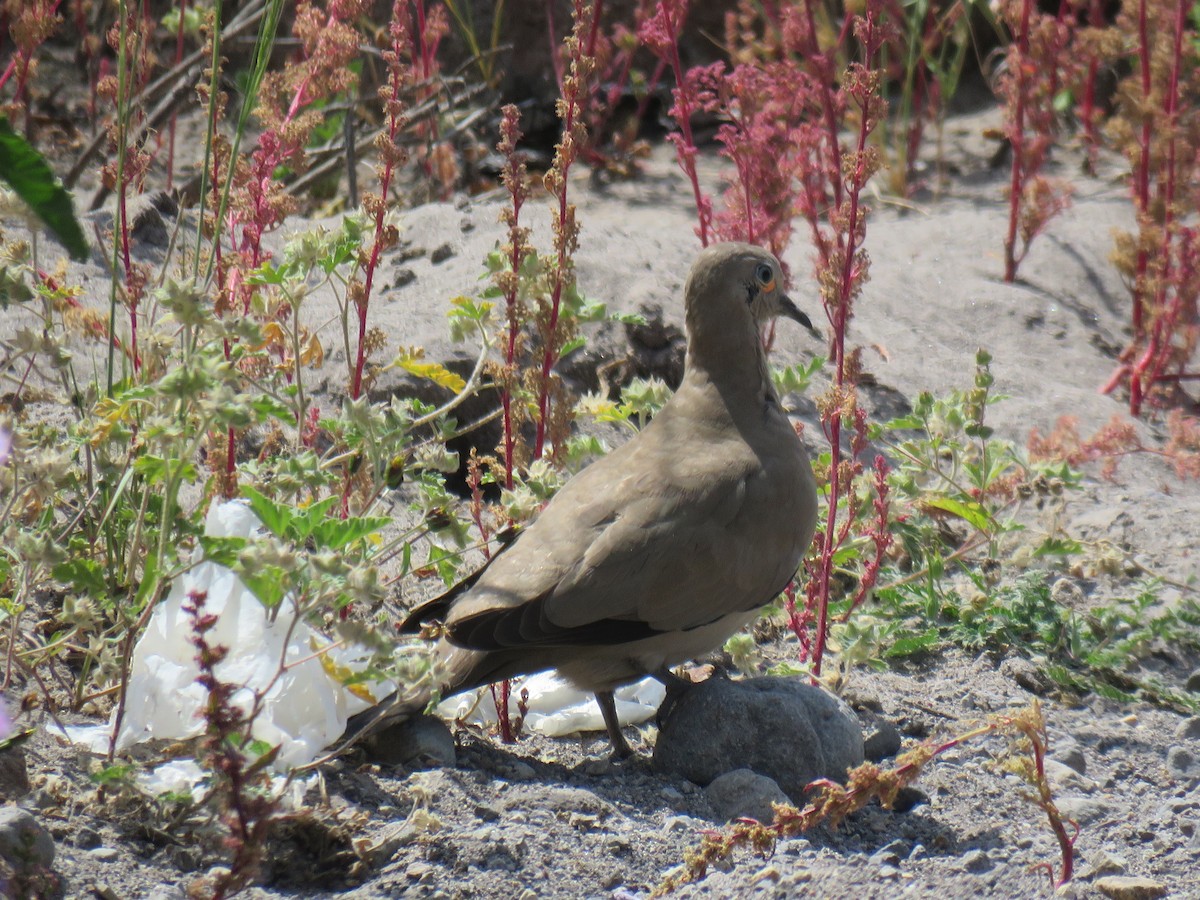 Weißbugtäubchen - ML619900092