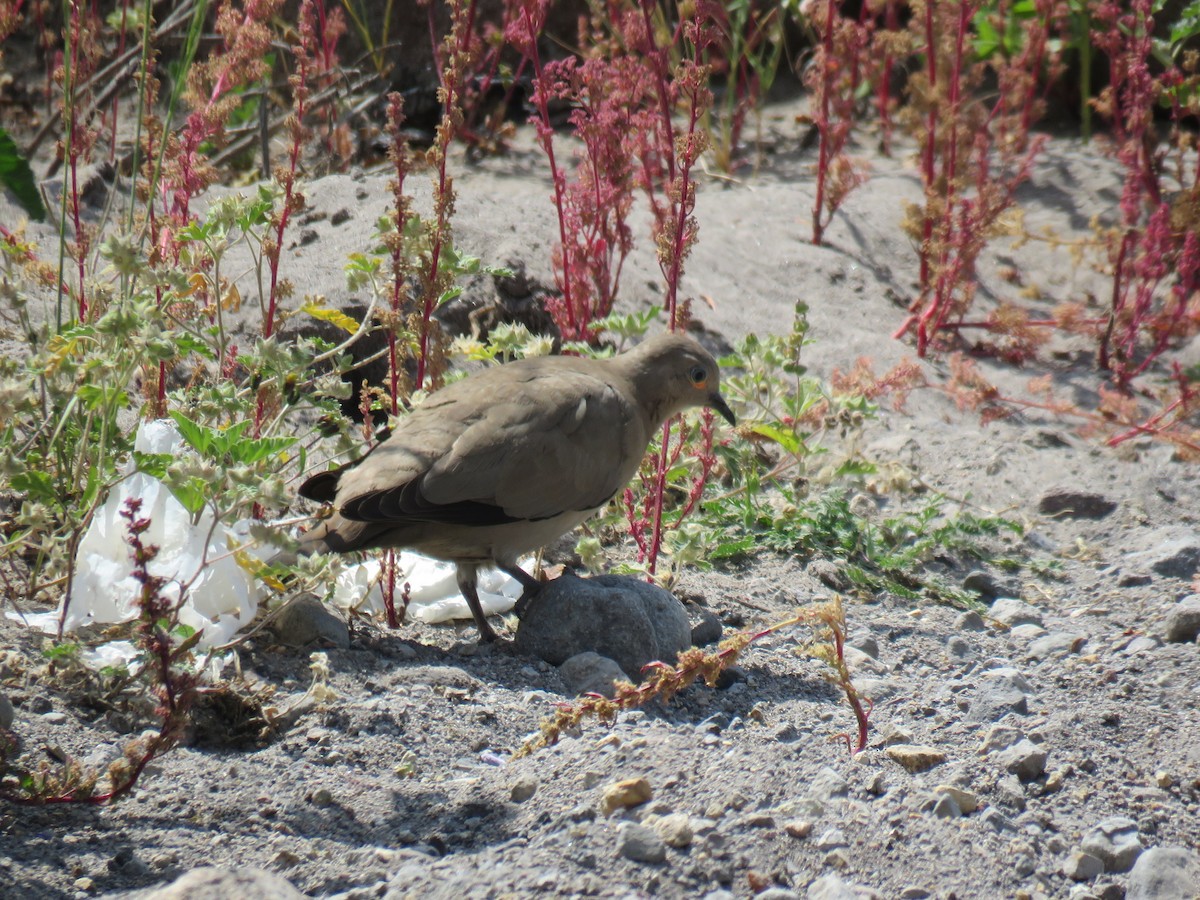 Black-winged Ground Dove - ML619900093