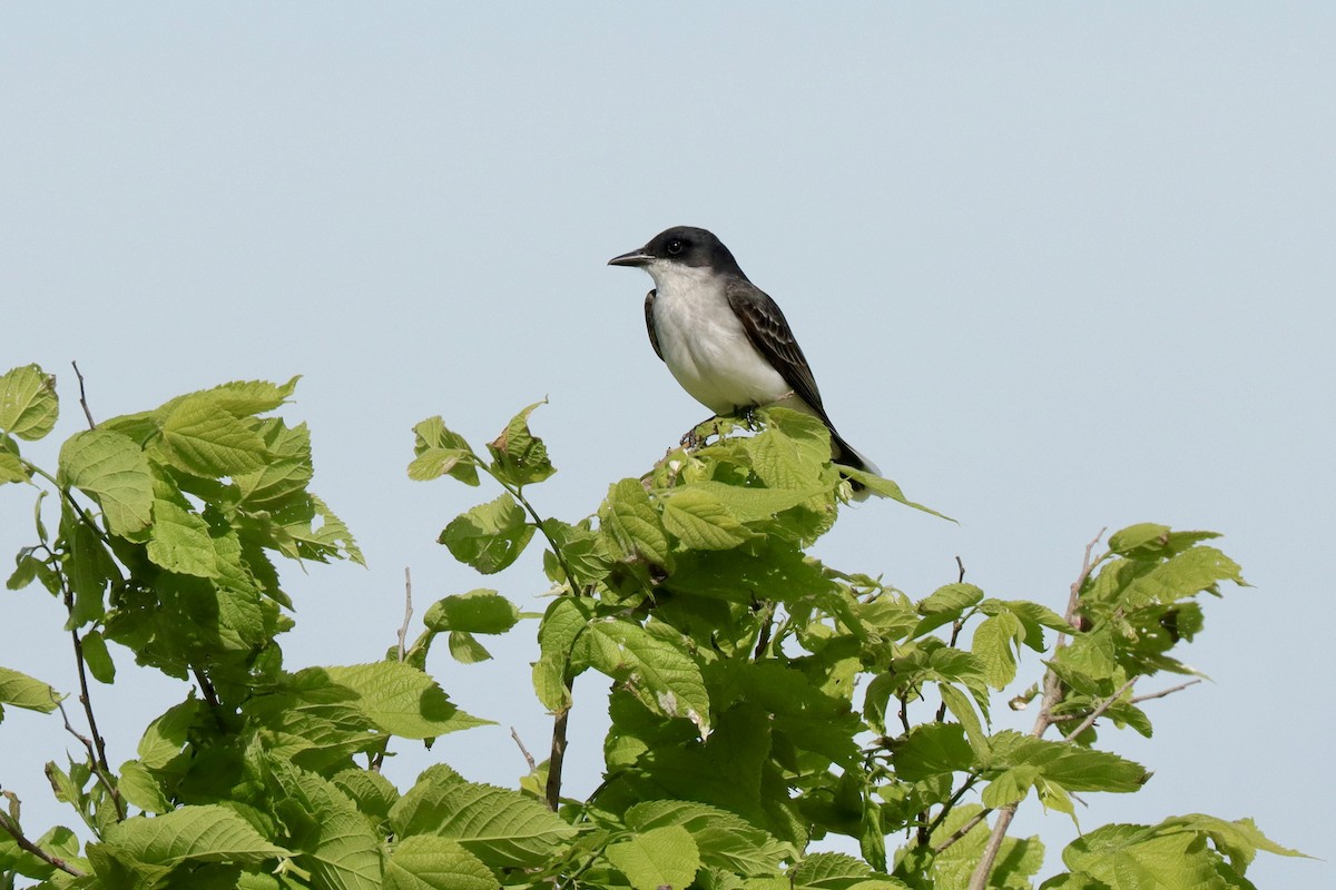 Eastern Kingbird - Fred Grenier