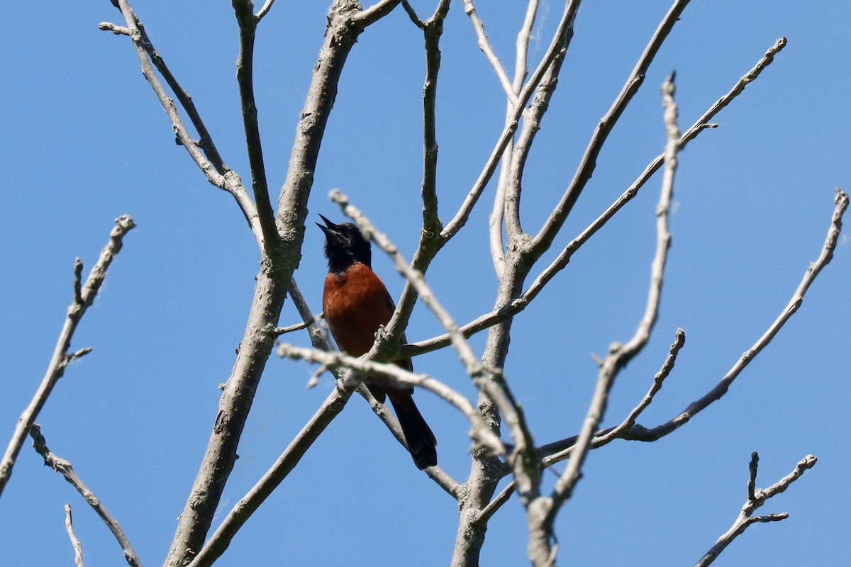Orchard Oriole - ML619900118