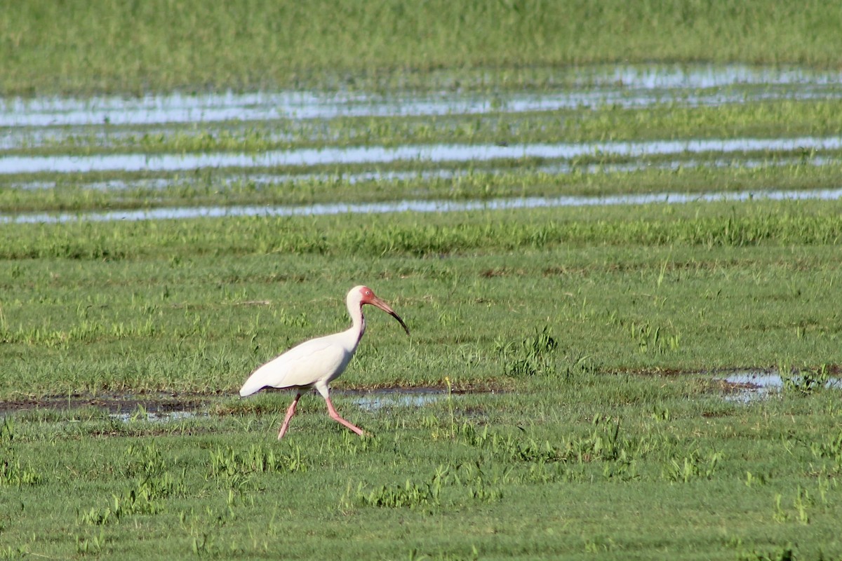 ibis bílý - ML619900124