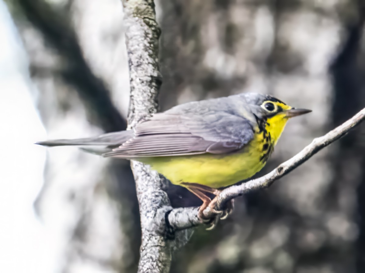 Canada Warbler - ML619900138