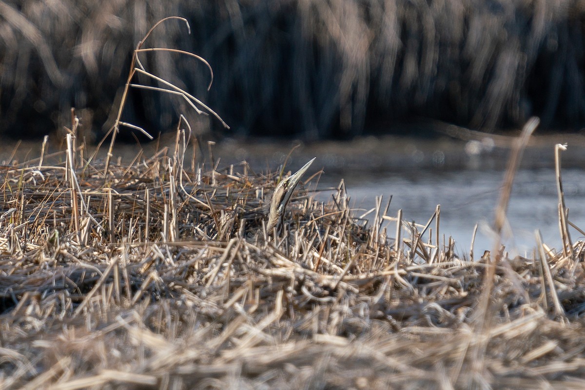 American Bittern - ML619900140