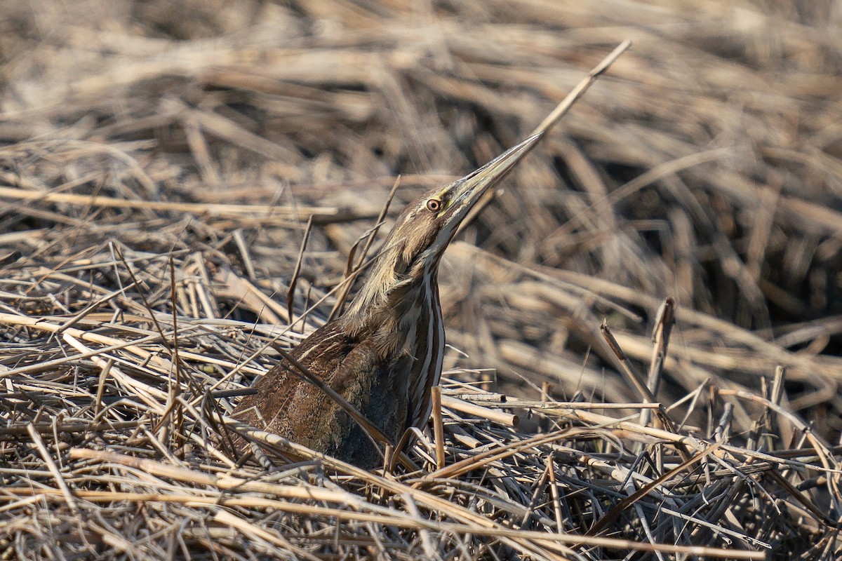 American Bittern - ML619900141