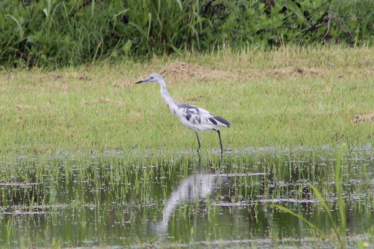 Little Blue Heron - ML619900144