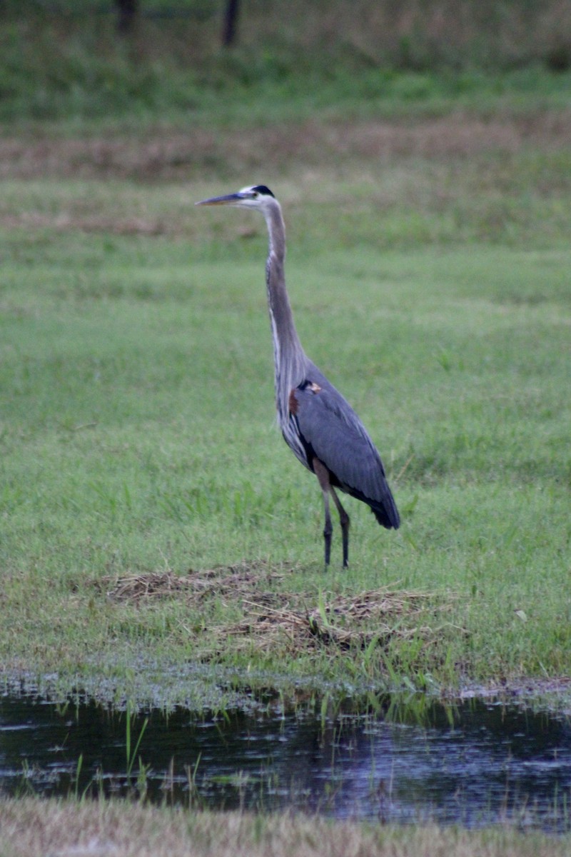 Garza Azulada - ML619900149