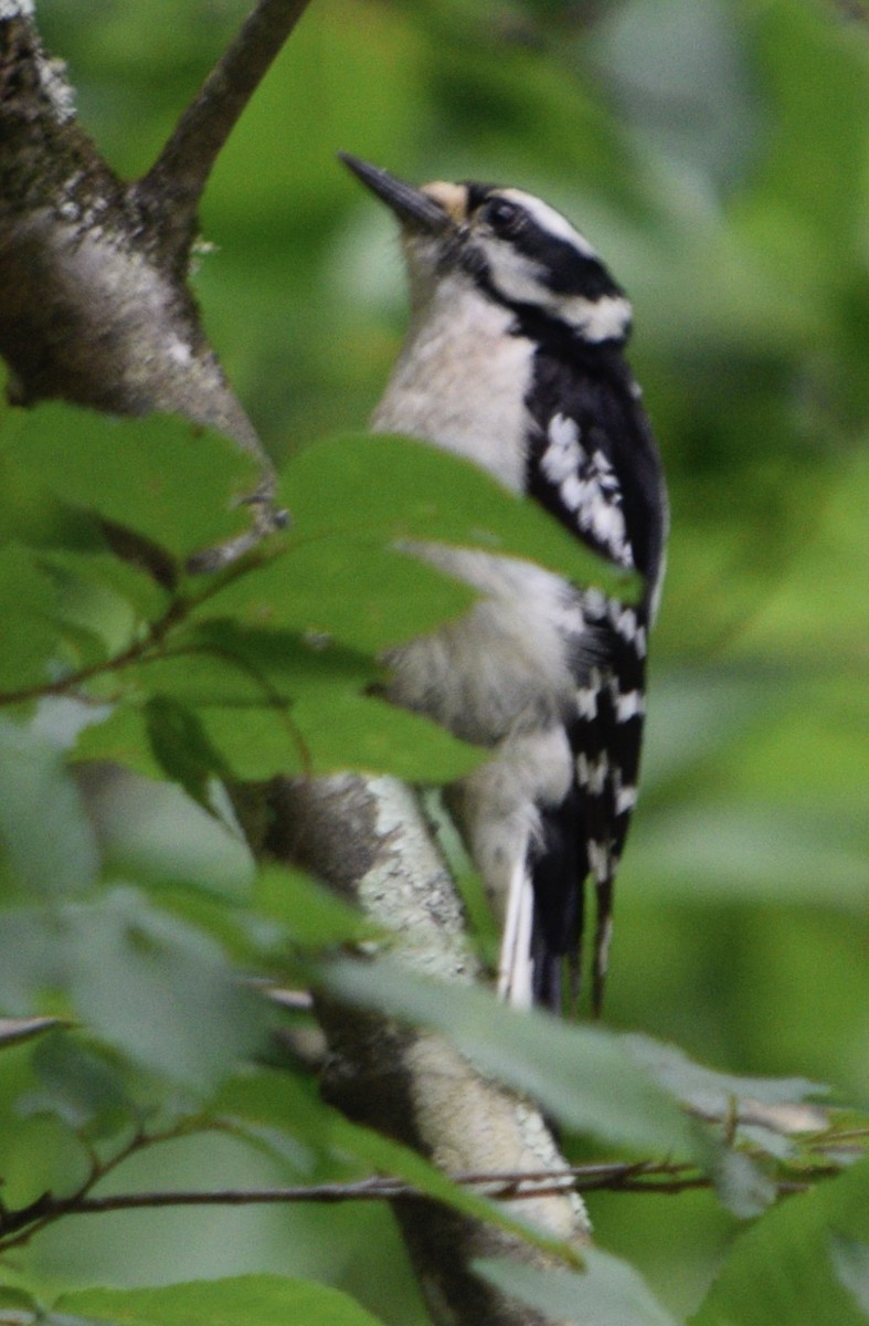 Downy Woodpecker - ML619900150