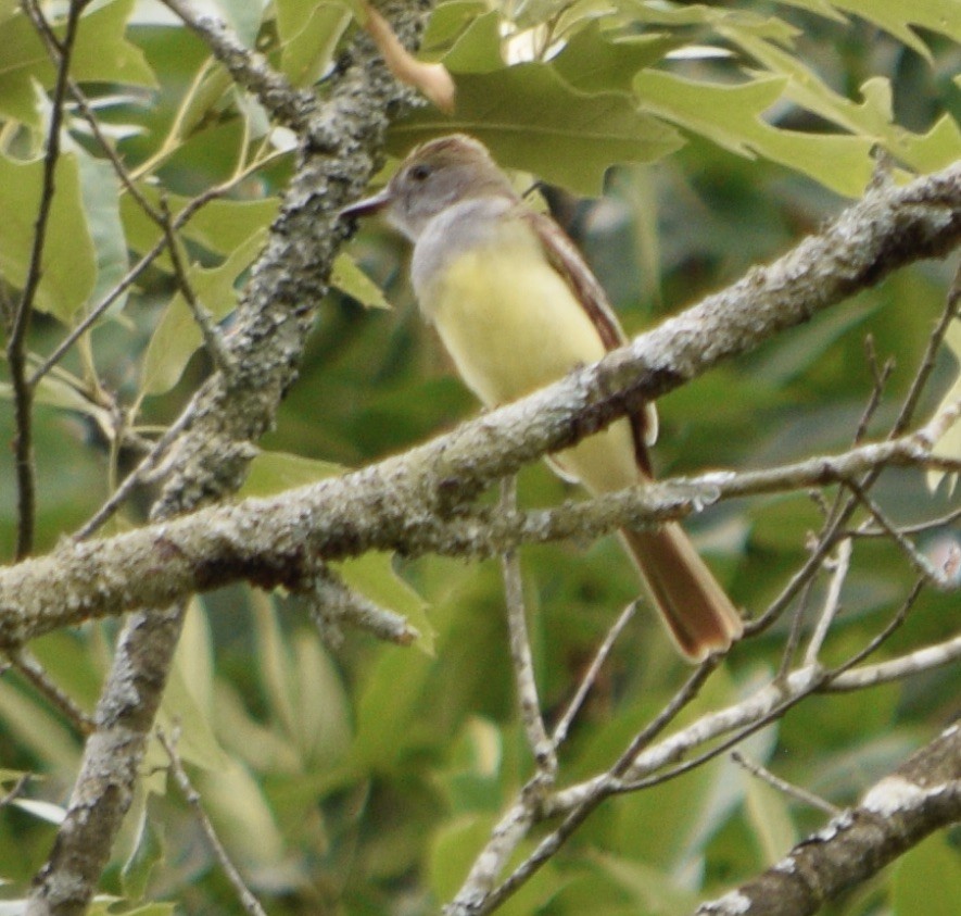 Great Crested Flycatcher - ML619900167