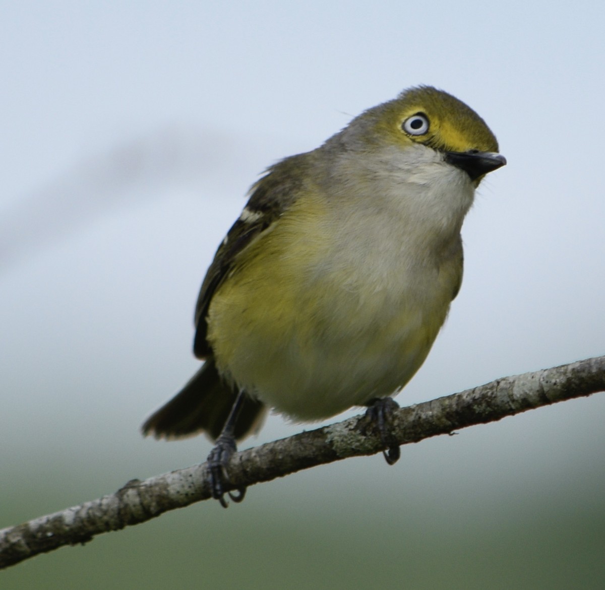 White-eyed Vireo - ML619900180