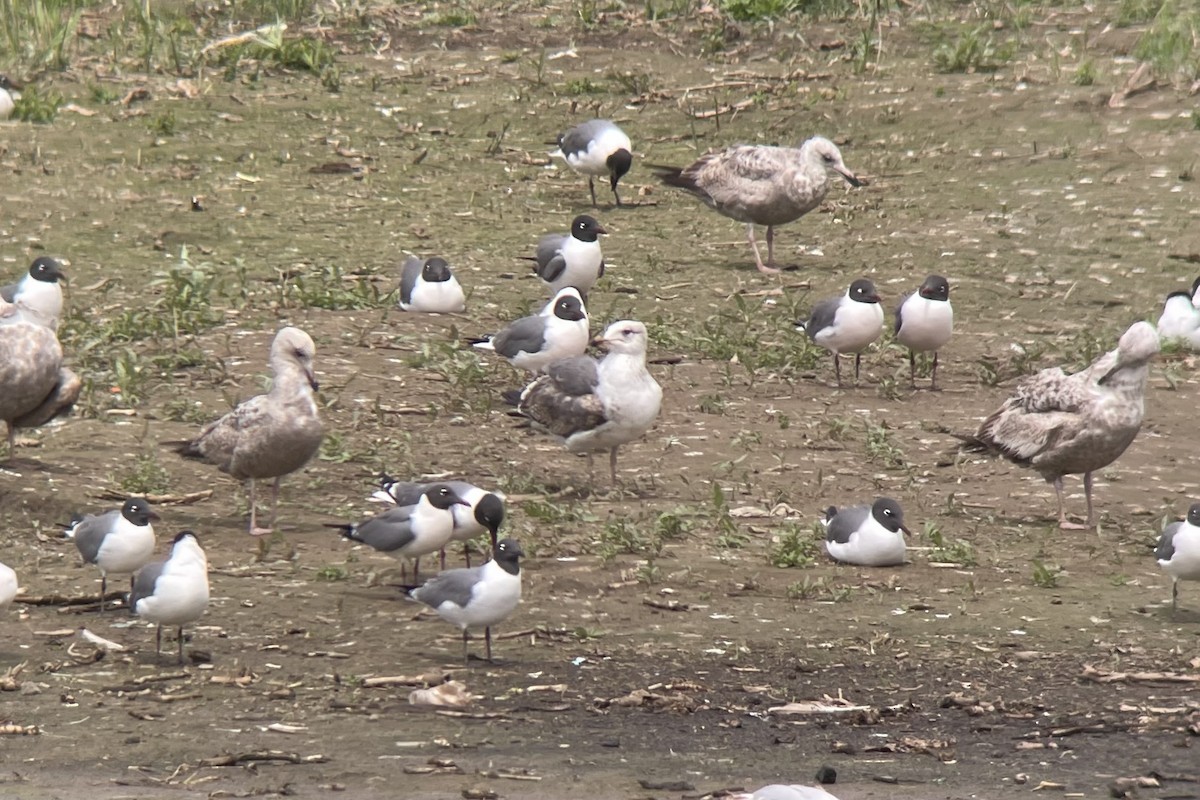 Lesser Black-backed Gull - ML619900188