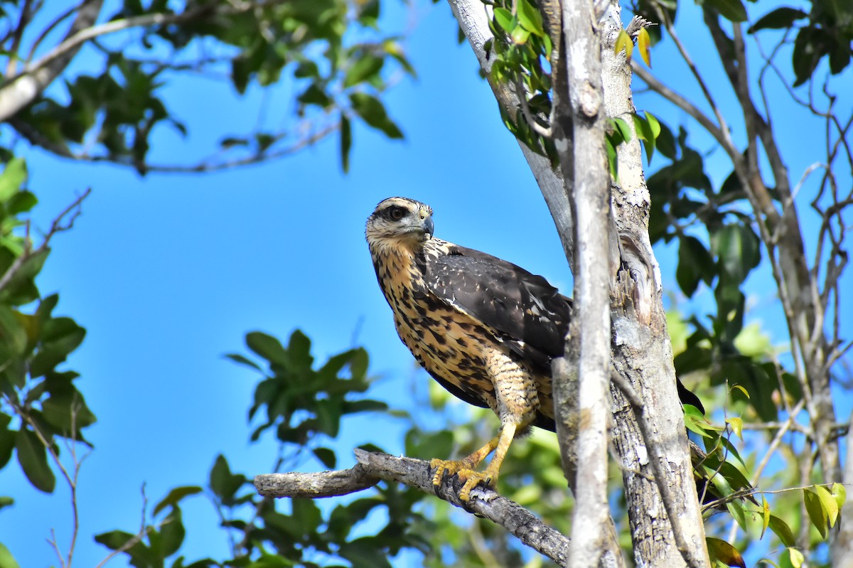 Great Black Hawk - ML619900189