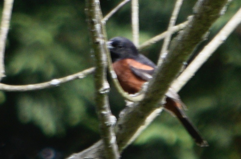 Orchard Oriole - ML619900191