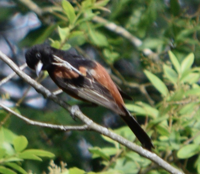 Orchard Oriole - ML619900196