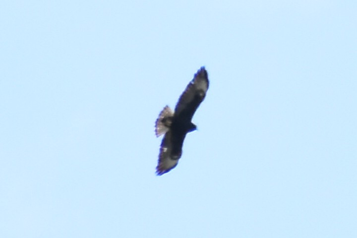 Short-tailed Hawk - ML619900206