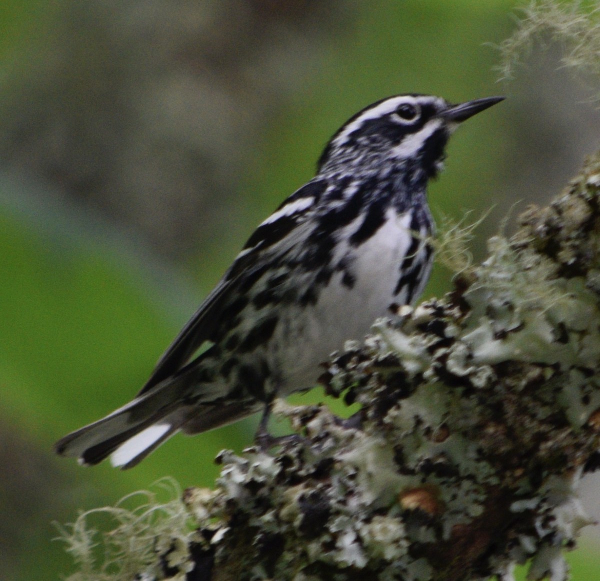 Black-and-white Warbler - ML619900207