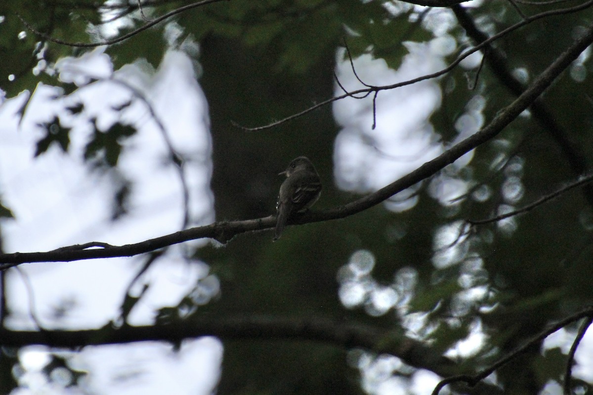 Eastern Wood-Pewee - ML619900208