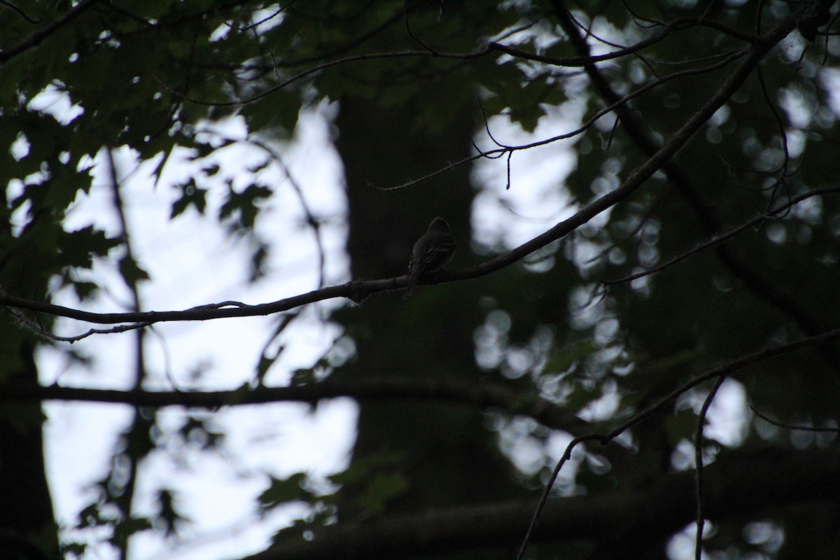 Eastern Wood-Pewee - ML619900211