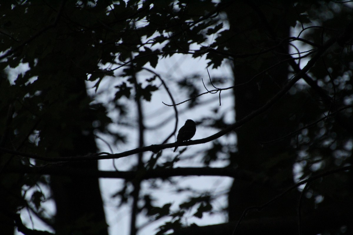 Eastern Wood-Pewee - ML619900212