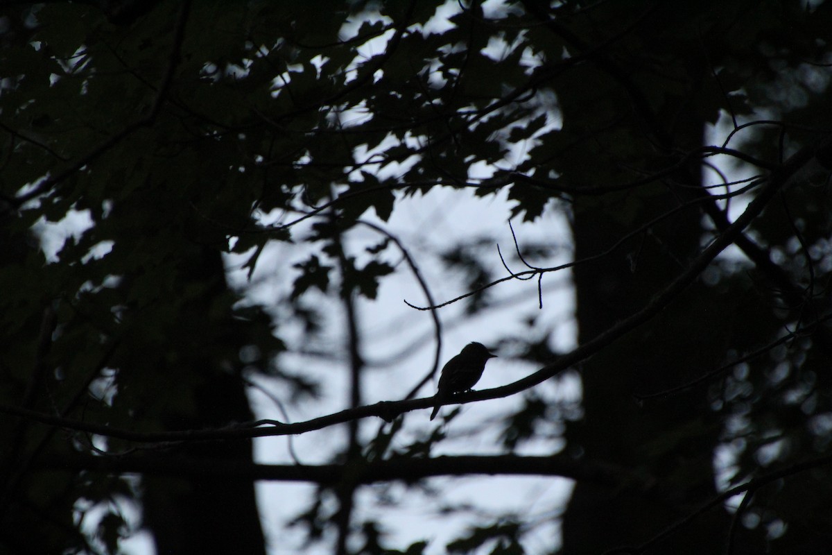 Eastern Wood-Pewee - Ann Monk