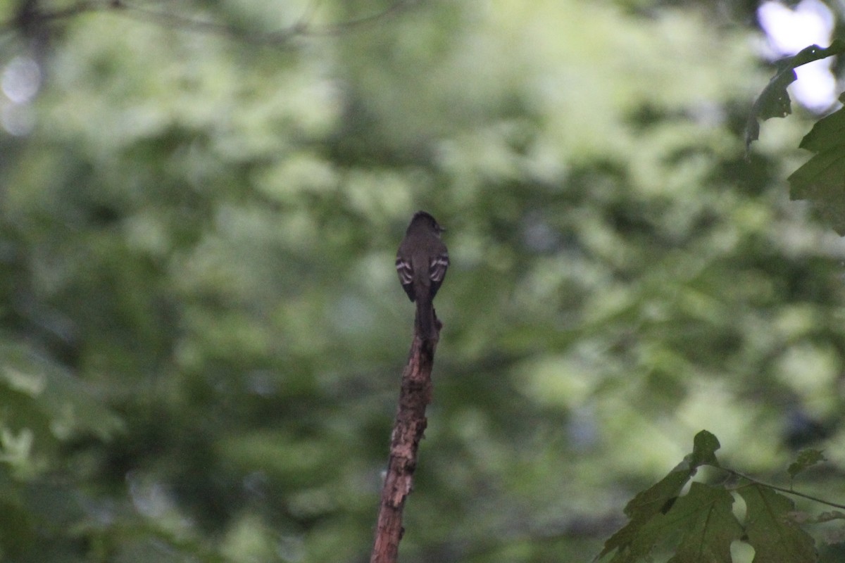 Eastern Wood-Pewee - ML619900221