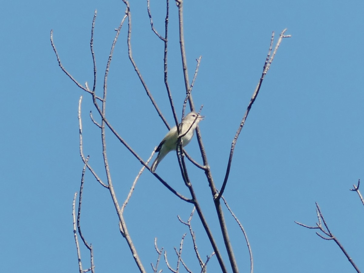 Warbling Vireo - ML619900223