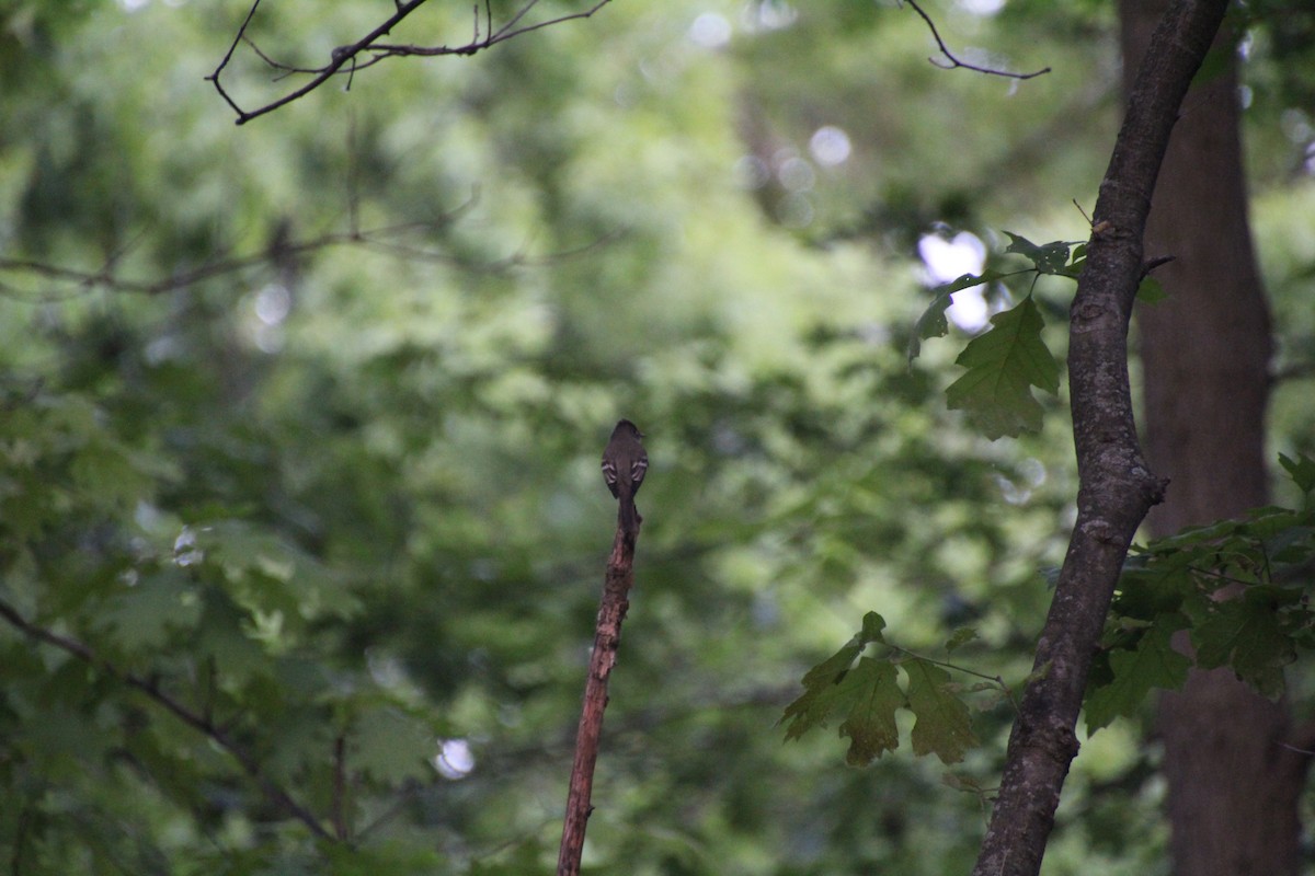 Eastern Wood-Pewee - ML619900224