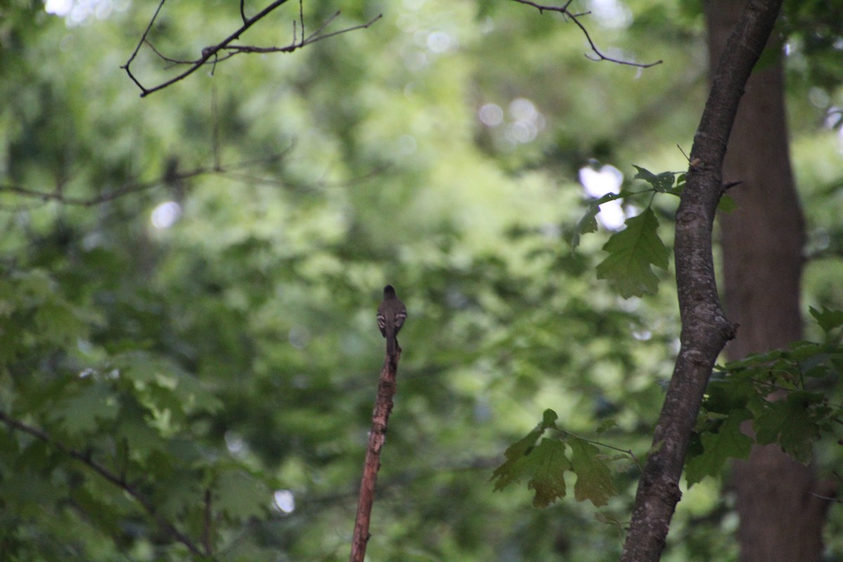 Eastern Wood-Pewee - ML619900225