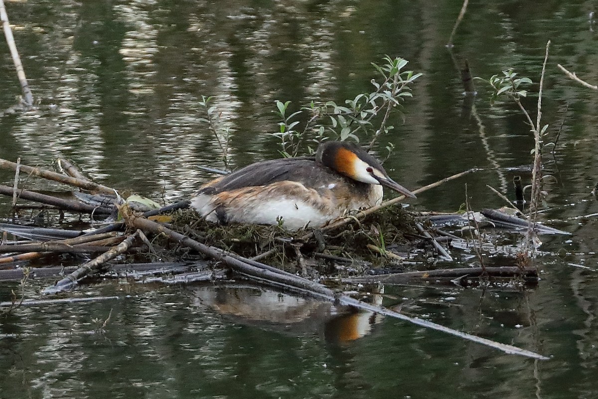 Great Crested Grebe - ML619900226