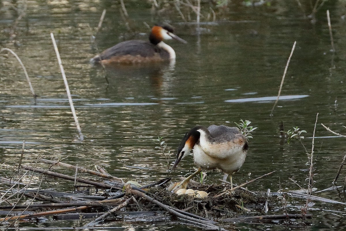 Great Crested Grebe - ML619900227
