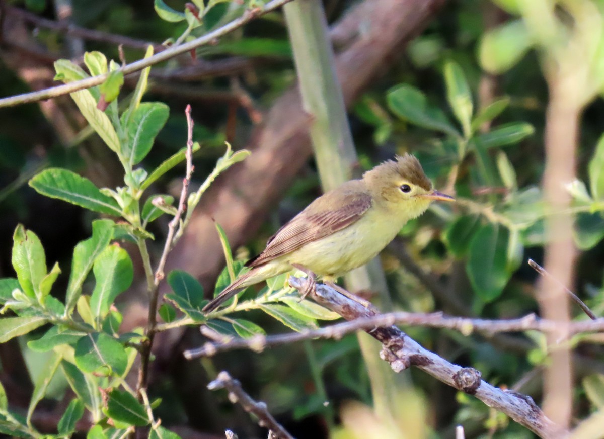Melodious Warbler - Francisco Javier Calvo lesmes