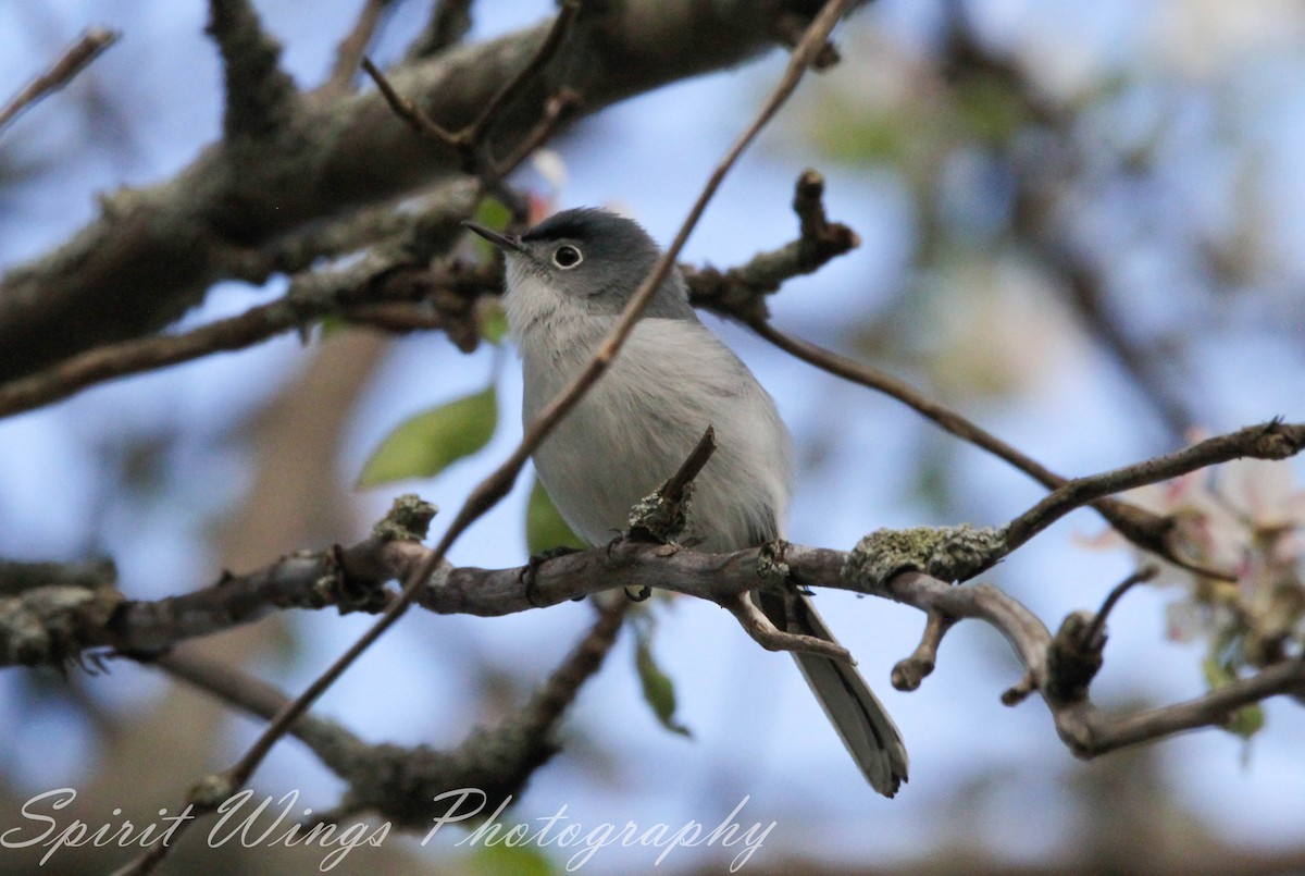 Blue-gray Gnatcatcher (caerulea) - ML619900251