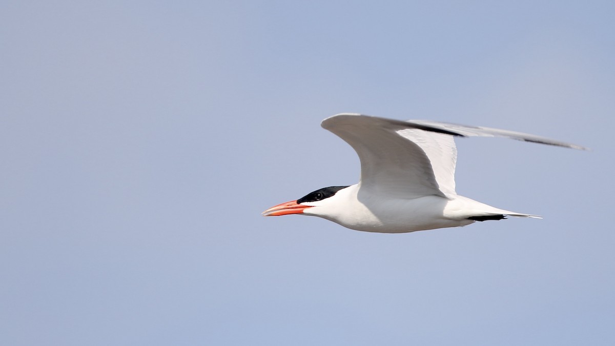 Caspian Tern - ML619900257