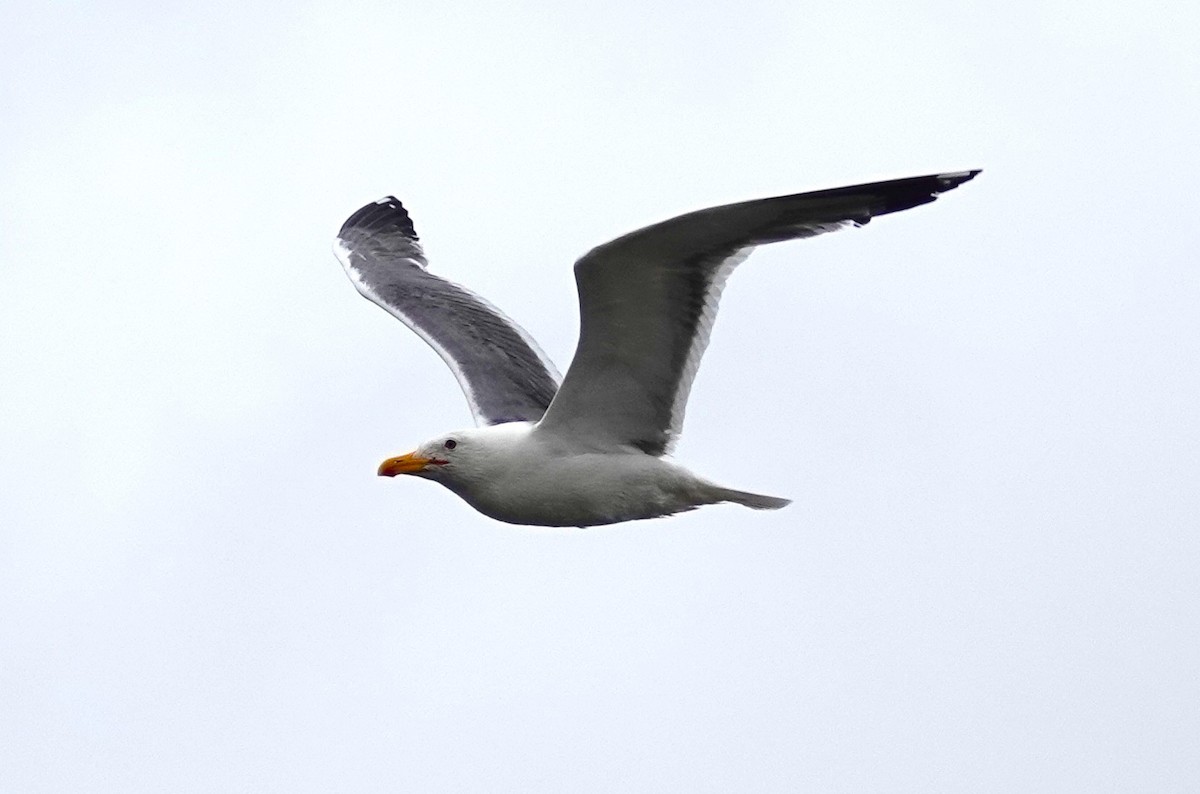 Lesser Black-backed Gull - ML619900264