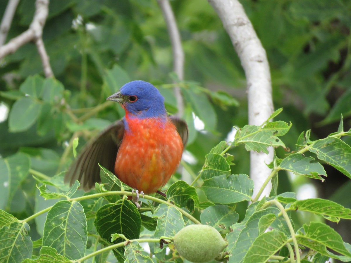 Painted Bunting - ML619900267