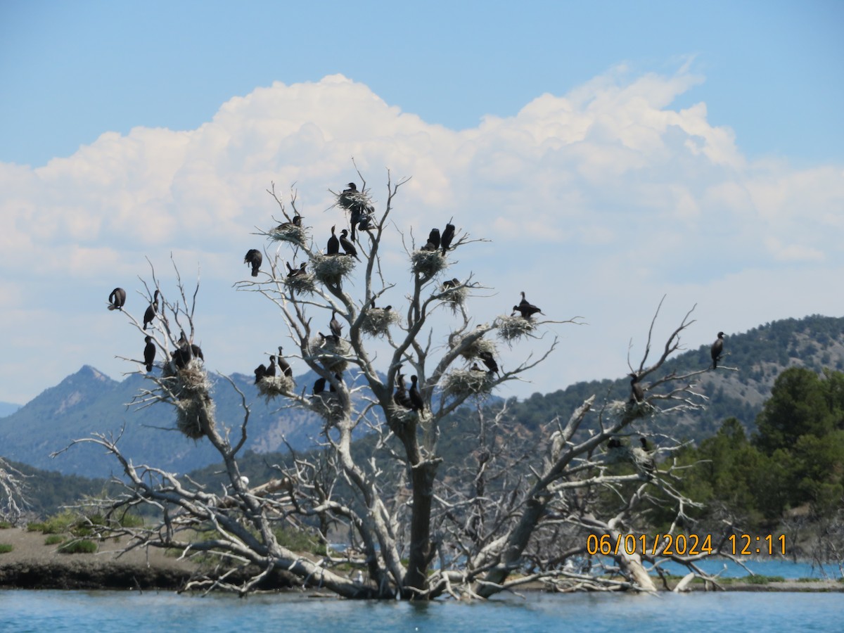 Double-crested Cormorant - ML619900270