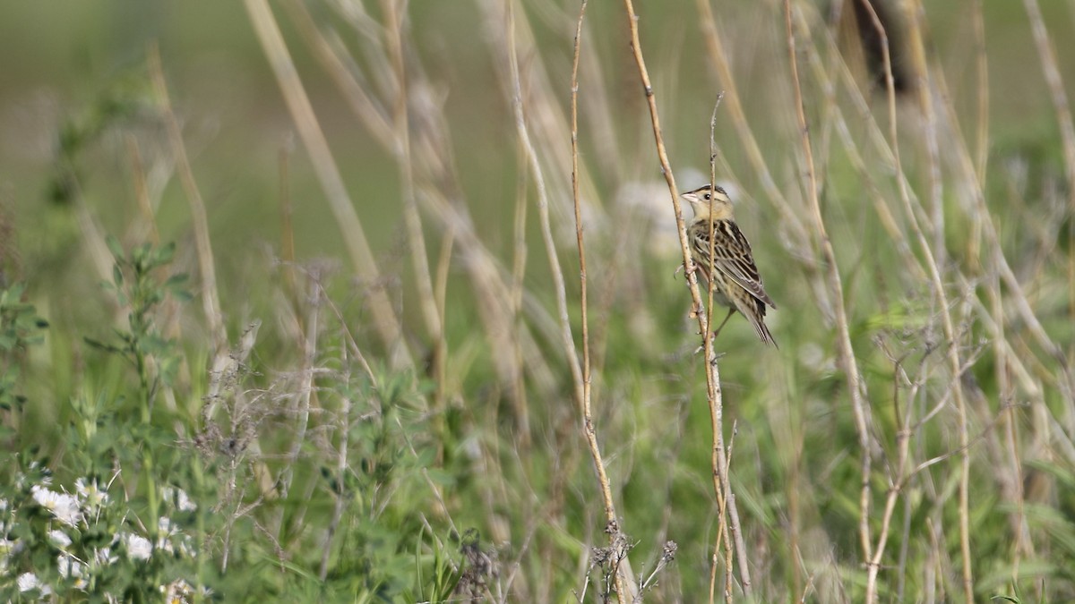 Bobolink - ML619900272