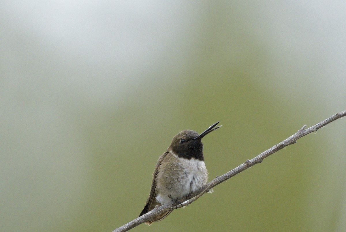 Black-chinned Hummingbird - ML619900278