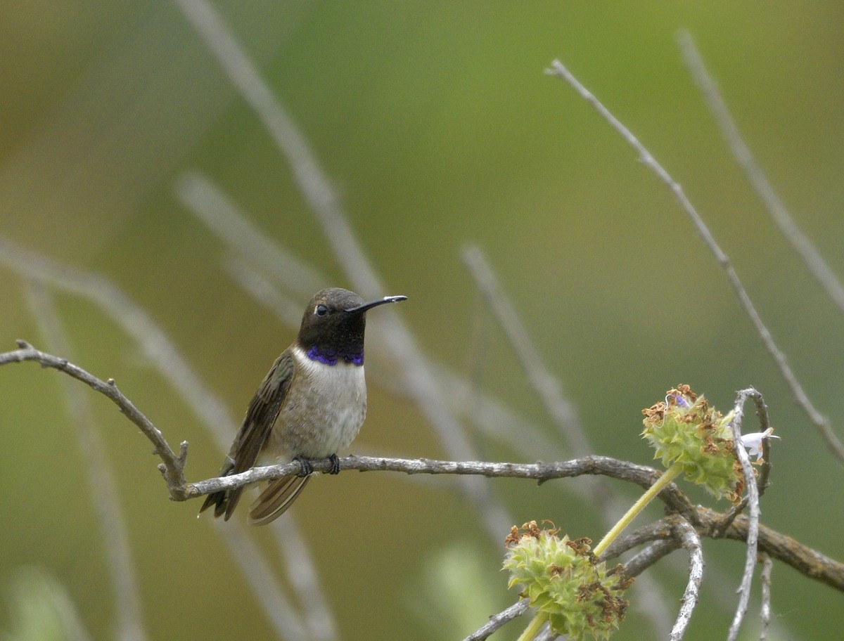 Black-chinned Hummingbird - ML619900279